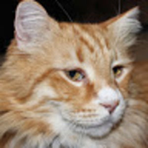 Meet your Posher, Tommy